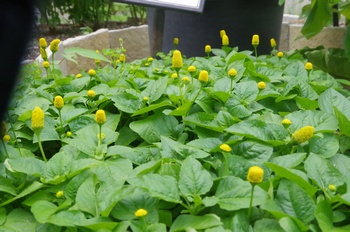 �F���A���� �L�o�i�I�����_�Z���j�`