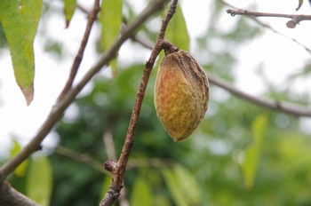 �F���A���� �A�[�����h