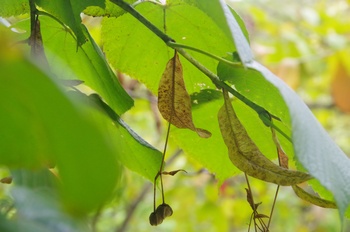 �F���A���� �{�_�C�W��