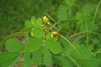 �F���A���� �G�r�X�O�T