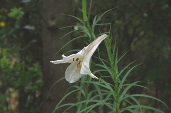 �F���A���� �^�J�T�S����