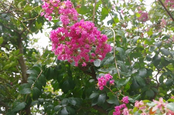 �F���A���� �T���X�x��