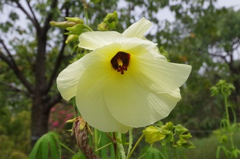 �F���A���� �g�����A�I�C