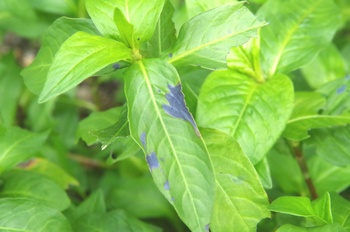 �F���A���� �A�C