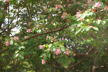 �F���A���� �x�j�o�i�g�L���}���T�N