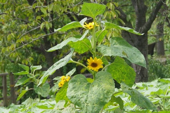 �F���A���� �Ђ܂��