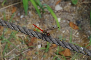 �F���A���� �ԂƂ��