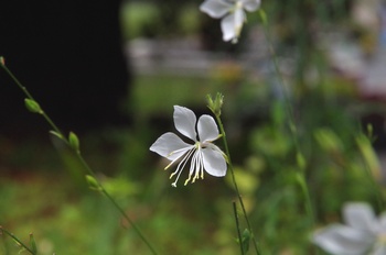 �F���A���� �K�E��