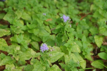 �F���A���� �F�t�W�o�J�}