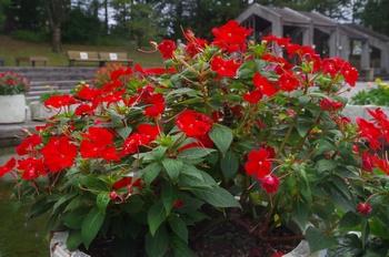 �F���A���� �C���p�`�F���X