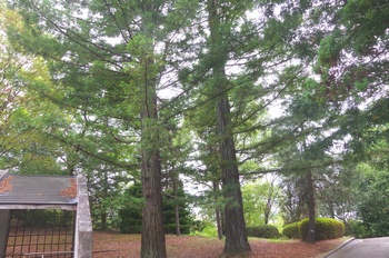 �F���A���� ���̖�