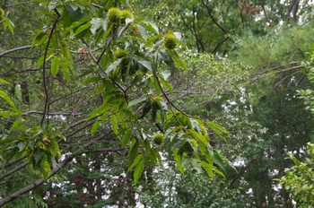 �F���A���� �I�̖�