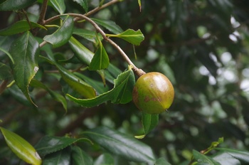 �F���A���� ��