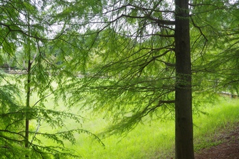 �F���A���� �k�}�X�M