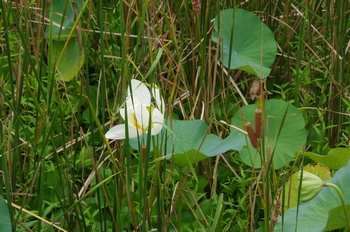 �F���A���� �n�X