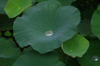 �F���A���� �n�X����