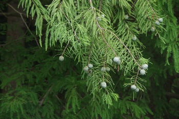 �F���A���� �Z�R�C�A���X�M?