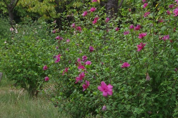 �F���A���� ���N�Q