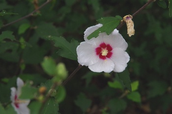 �F���A���� ���N�Q