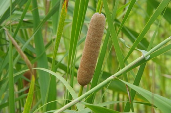 �F���A���� �K�}