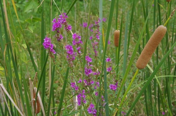 �F���A���� �~�]�n�M