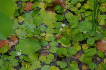 �F���A���� �g�`�J�K�~