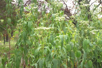 �F���A���� �t�W�o�J�}