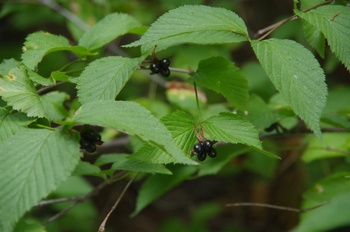 �F���A���� �V�����}�u�L