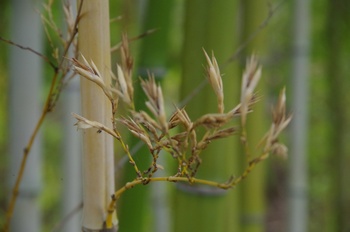 �F���A���� �n�`�N