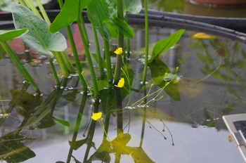 �F���A���� �^�k�L��