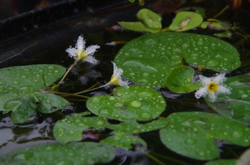 �F���A���� �J�K�u�^