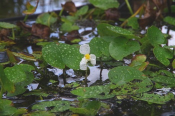 �F���A���� �g�`�J�K�~