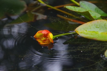 �F���A���� �x�j�R�E�z�l