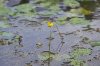 �F���A���� �W�����T�C