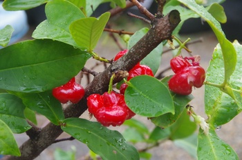 �F���A���� �~�Y�����u