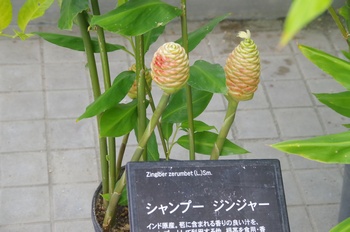 �F���A���� �V�����v�[�W���W���[