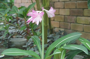 �F���A�������� �V���X�W�A�}�����X