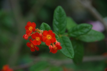 �F���A�������� �x�j�}�c��