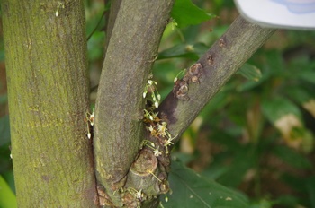 �F���A�������� �J�J�I