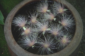 �F���A�������� �T�K���o�i