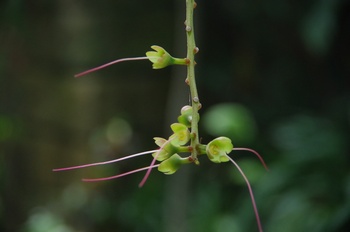 �F���A�������� �T�K���o�i