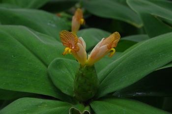 �F���A�������� �R�X�c�X�E�}���[�e�B�[�A�k�X