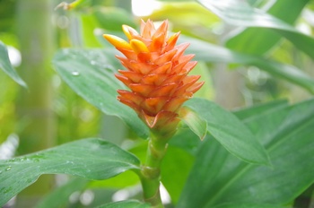 �F���A�������� �R�X�c�X�E�O�����B�u���e�A�c�X