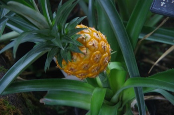 �F���A�������� �p�C�i�b�v��