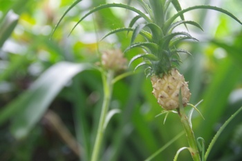 �F���A�������� �A�i�i�X