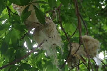 �F���A�������� �g�b�N���L���^