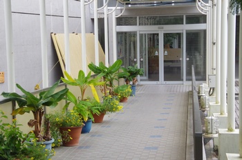 �F���A������������΂̊�