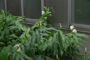 �F���A�������� �n�i�V���N�V��