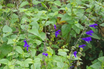 �F���A�����O�L�� �T���r�A�E�K���j�`�J