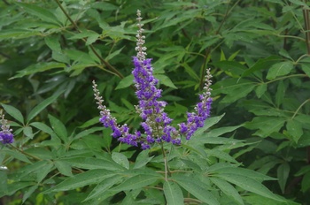 �F���A�����O�L�� �Z�C���E�j���W���{�N